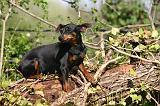 PINSCHER NAIN 134
